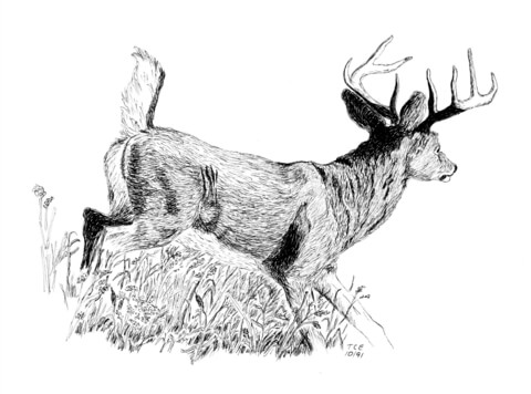 Whitetail Buck Coloring Page